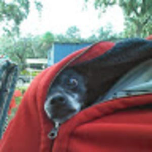 Meet your Posher, Barry